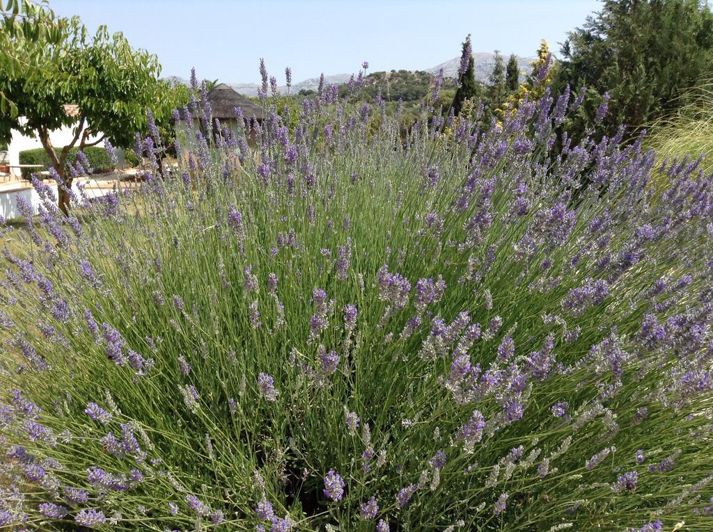 מלון Villanueva del Rosario Finca Los Pinos מראה חיצוני תמונה